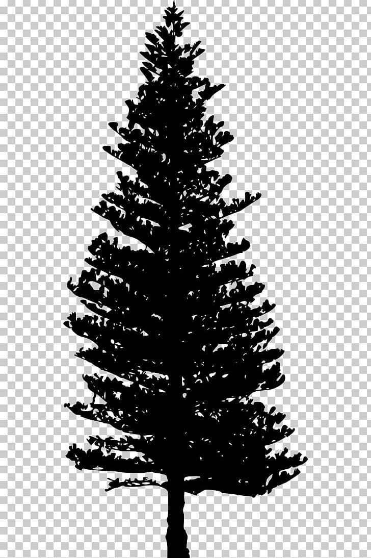 Douglas Fir Tree PNG, Clipart, Black And White, Branch, Cedar, Christmas Decoration, Christmas Ornament Free PNG Download