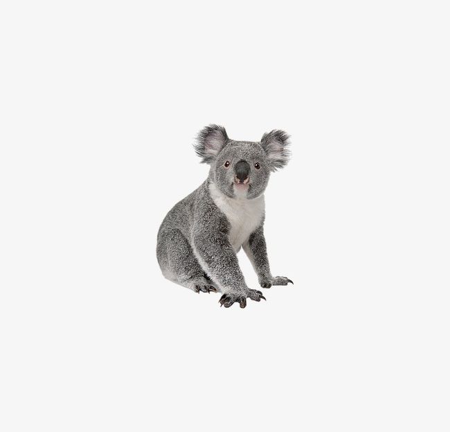 Koala PNG, Clipart, Animal, Cartoon, Cute, Kara, Koala Clipart Free PNG Download