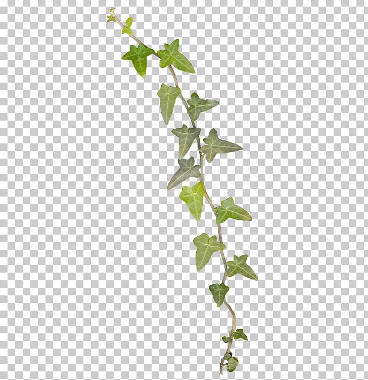 Leaf Paint.net Microsoft Paint PNG, Clipart, Arvores, Blog, Branch, Coreldraw, Drawing Free PNG Download