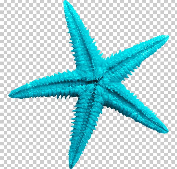 Starfish Sea PNG, Clipart, Animals, Beach, Blue, Chemical Element, Download Free PNG Download