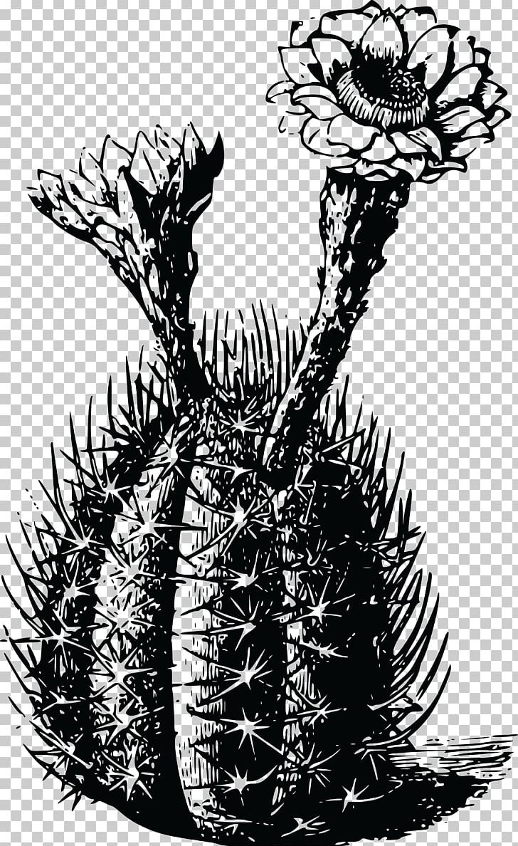 T-shirt Cactaceae Ietzmoois Thorns PNG, Clipart, Art, Black And White, Branch, Cactaceae, Clothing Free PNG Download