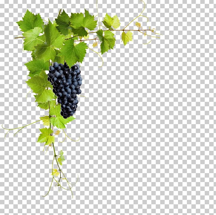 Common Grape Vine Stock Photography Stock.xchng PNG, Clipart, Branch, Collage, Common Grape Vine, Flowering Plant, Food Free PNG Download