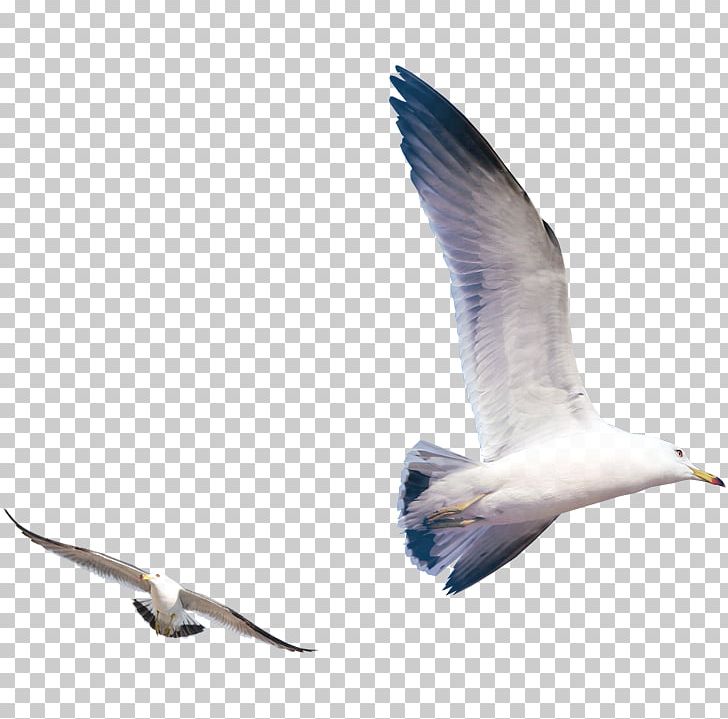 Gulls Bird PNG, Clipart, Altitude, Beak, Blue, Blue Sky, Charadriiformes Free PNG Download