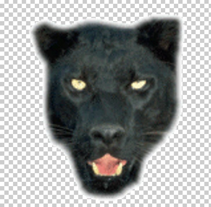 Jaguar Leopard Black Panther Tiger Lion PNG, Clipart, Big Cat, Big Cats, Black, Black Cat, Black Panther Free PNG Download