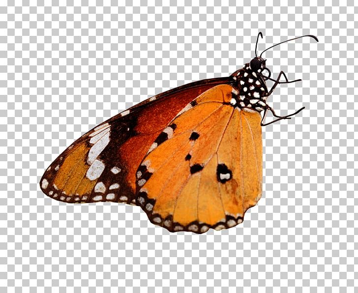 Monarch Butterfly Nikon D7100 Camera Blog PNG, Clipart, Arthropod, Blog, Brush Footed Butterfly, Butterfly, Camera Free PNG Download