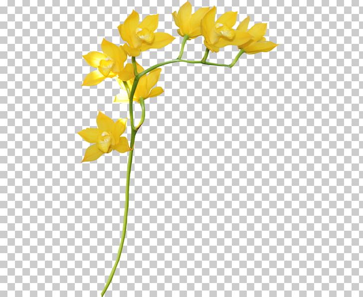 Yellow Flower Petal Floral Design PNG, Clipart, Branch, Cicekler, Cicek Resimleri, Cut Flowers, Download Free PNG Download
