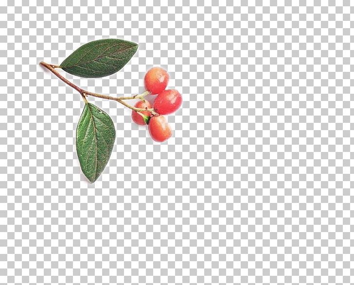 Cherry Auglis Leaf PNG, Clipart, Auglis, Autumn Leaves, Banana Leaves, Cherry, Cherry Blossom Free PNG Download
