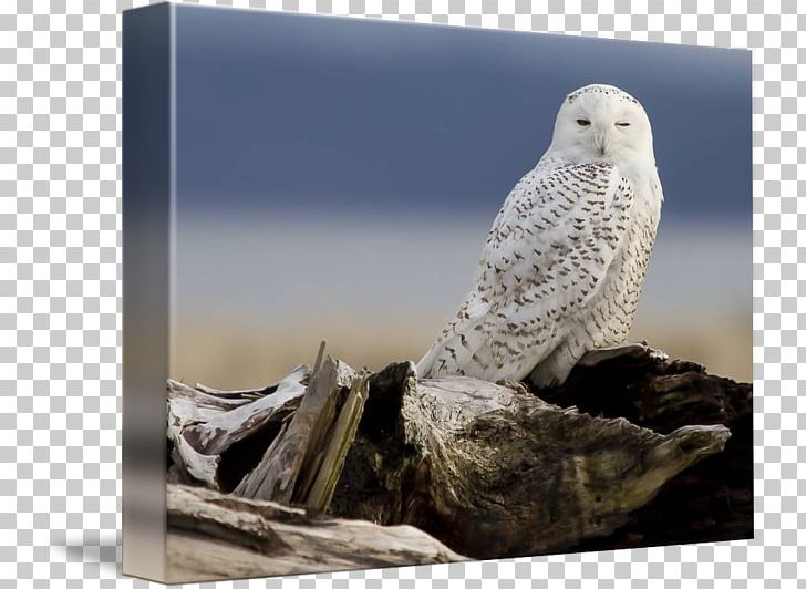 Owl Beak Stock Photography Feather PNG, Clipart, Beak, Bird, Bird Of Prey, Falcon, Fauna Free PNG Download