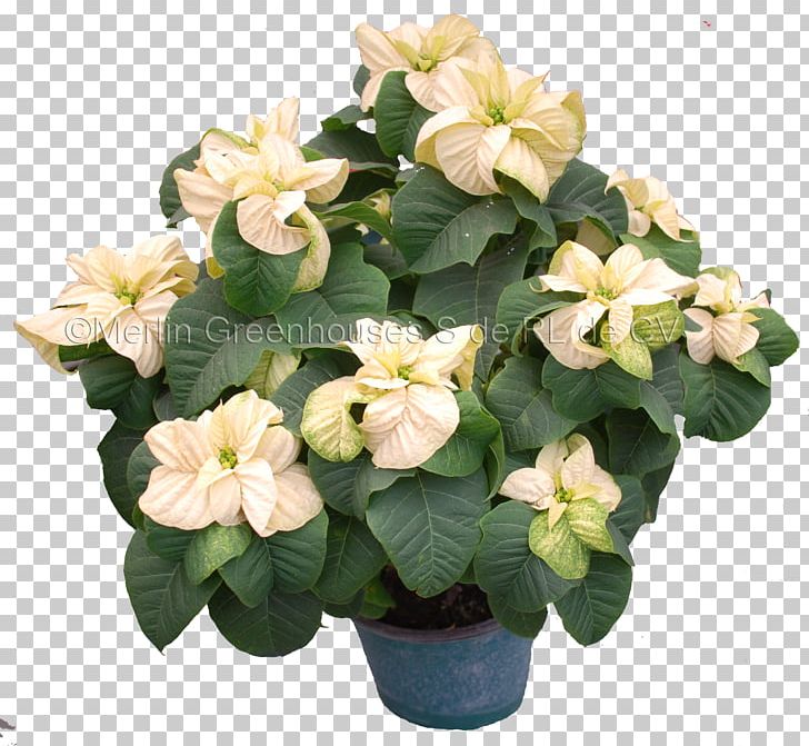 Poinsettia Floral Design Flowerpot Houseplant PNG, Clipart, Artificial Flower, Bract, Christmas, Christmas Eve, Color Free PNG Download