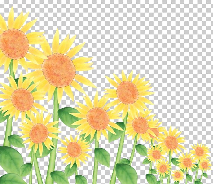 Common Sunflower PNG, Clipart, Chrysanths, Dahlia, Daisy, Daisy Family, Euclidean Vector Free PNG Download