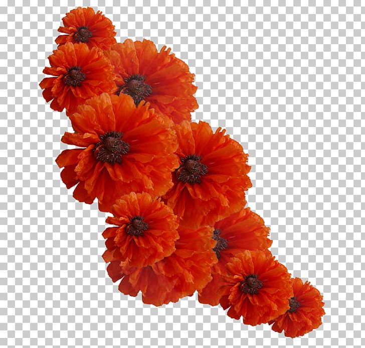 Cut Flowers Orange Yellow PNG, Clipart, 2016, 2017, Author, Calendula, Chrysanthemum Free PNG Download