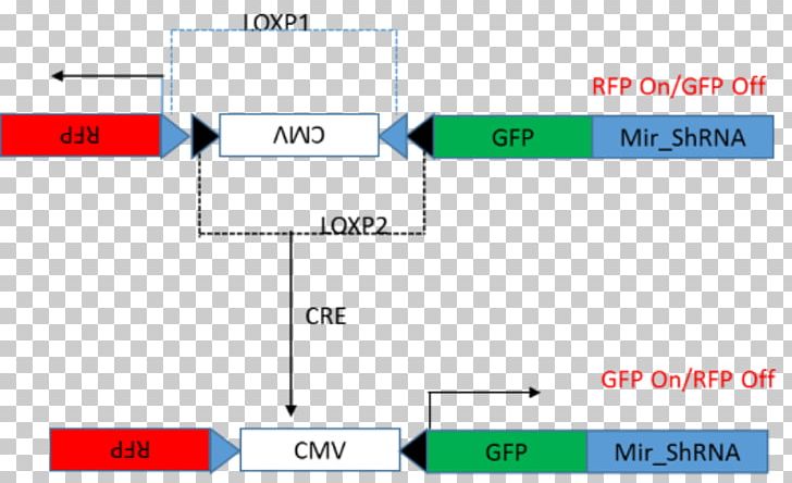 Cre-Lox Recombination Cre Recombinase Short Hairpin RNA System Gene Expression PNG, Clipart, Angle, Area, Brand, Cloning, Crelox Recombination Free PNG Download
