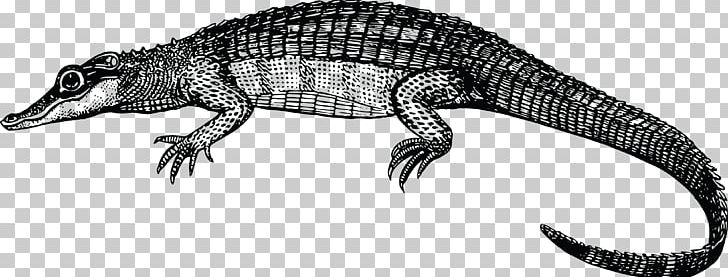 Crocodile Alligator Reptile PNG, Clipart, Alligator, Amphibian, Animal Figure, Animals, Artwork Free PNG Download