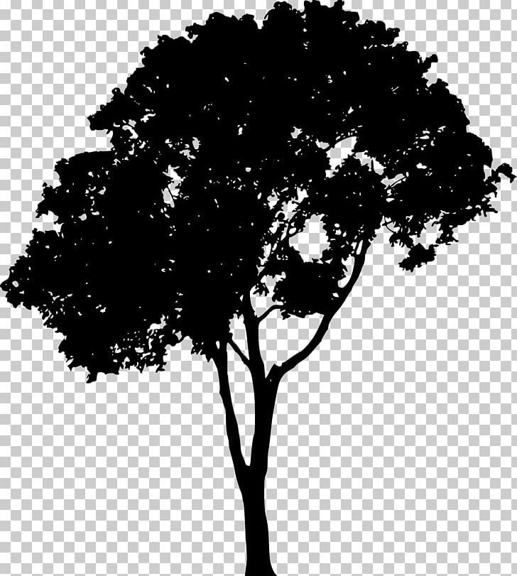 Tree Silhouette PNG, Clipart, Black And White, Branch, Clip Art, Computer Icons, Drawing Free PNG Download