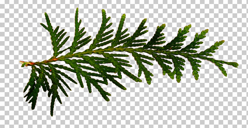 Fern PNG, Clipart, American Larch, Balsam Fir, Branch, Canadian Fir, Colorado Spruce Free PNG Download