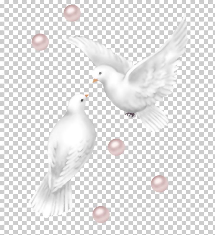 Columbidae Release Dove Wedding PNG, Clipart, Anniversary, Beak, Bird, Columbidae, Domestic Pigeon Free PNG Download