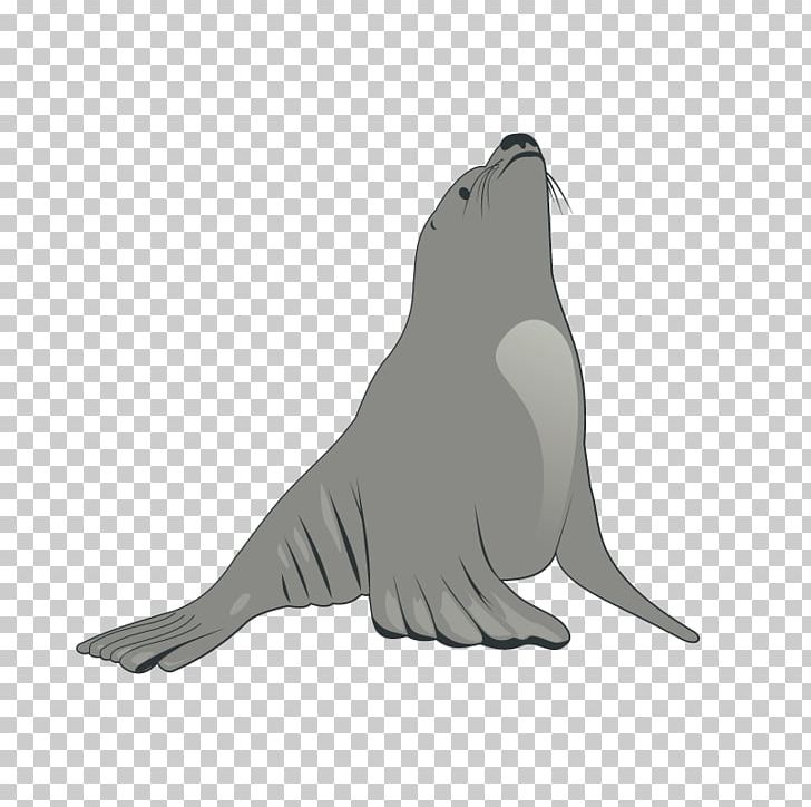 Earless Seal Sea Lion PNG, Clipart, Animal, Animal Show, Aquatic Animal, Beak, Bird Free PNG Download