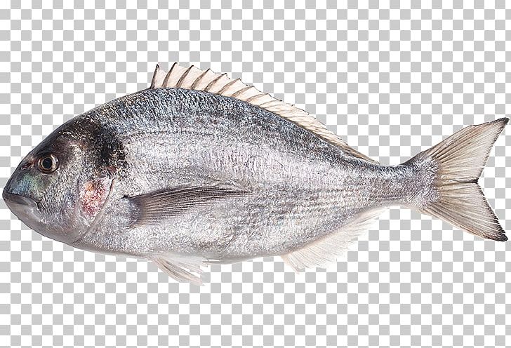 Gilt-head Bream Red Seabream Oily Fish Fish Products PNG, Clipart, Animal Source Foods, Bonito, Fauna, Fish, Fish Products Free PNG Download