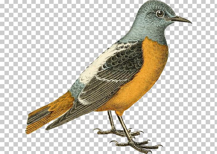 Hand-painted Birds PNG, Clipart, Beak, Bird, Bird Cage, Bird Nest, Cartoon Free PNG Download