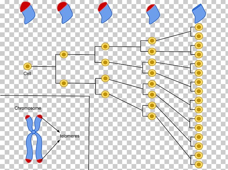 Hayflick Limit Telomere Cellular Senescence Cellular Senescence PNG, Clipart, Ageing, Aging, Anatomy, Angle, Area Free PNG Download