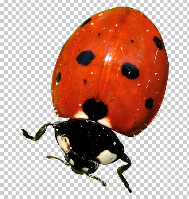 Ladybird Beetle Portable Network Graphics File Format PNG, Clipart, Arthropod, Beetle, Digital Image, Display Resolution, File Size Free PNG Download