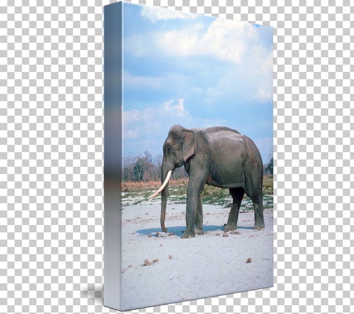 African Elephant Asian Elephant India Tusk PNG, Clipart, African Elephant, Animal, Asia, Asian Elephant, Asian People Free PNG Download