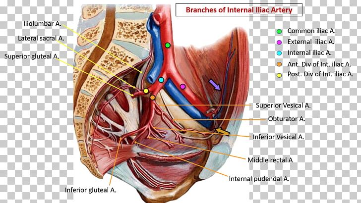 Common Iliac Artery Internal Iliac Artery Pelvis External Iliac Artery Blood Vessel PNG, Clipart, Anatomy, Artery, Blood Vessel, Common Iliac Artery, Common Iliac Vein Free PNG Download