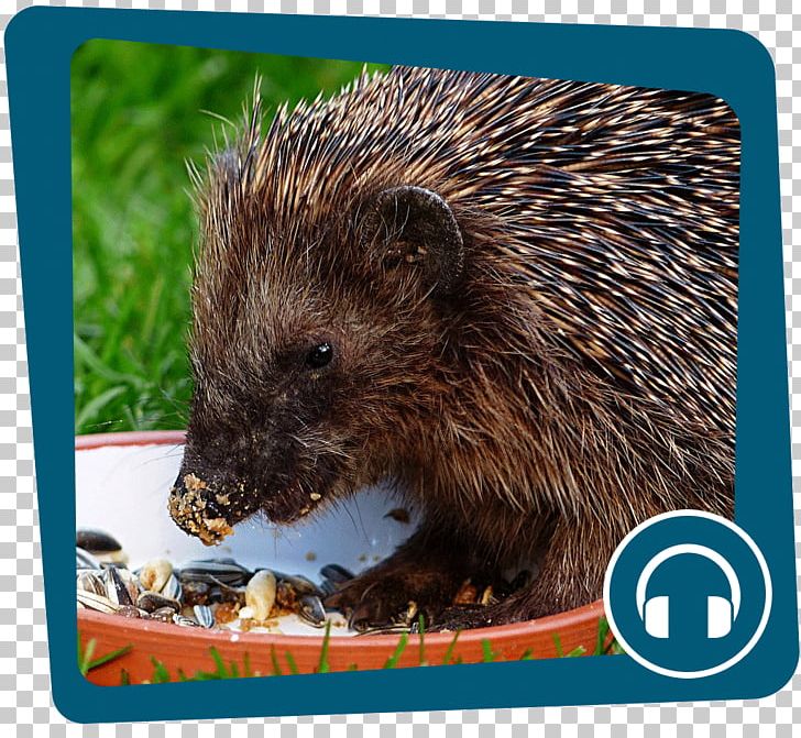 Domesticated Hedgehog European Hedgehog Mammal Echidna Animal PNG, Clipart,  Free PNG Download