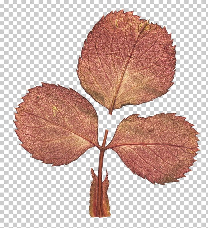 Flower Leaf Scrapbooking PNG, Clipart, Com, Digital Image, Download, Dry, Flower Free PNG Download