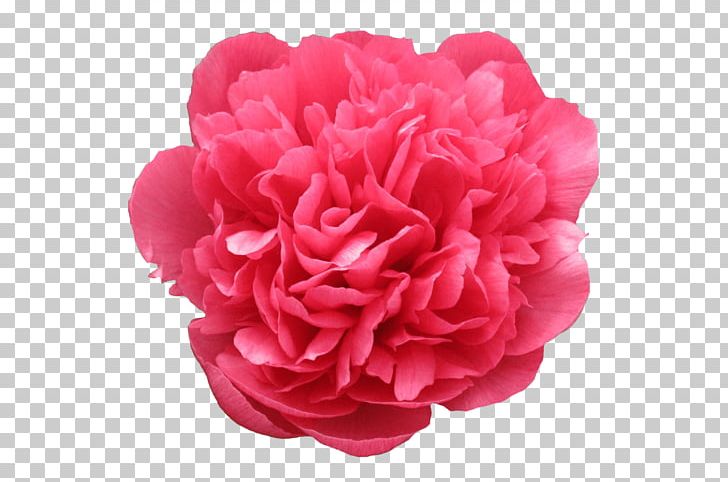 Garden Roses Peony Cut Flowers PNG, Clipart, Carnation, Cultivar, Cut Flowers, Flower, Flowering Plant Free PNG Download