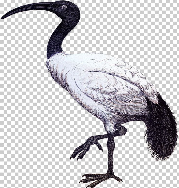Ibis Cygnini Goose Duck Anatidae PNG, Clipart, Anatidae, Animals, Beak, Bird, Crane Free PNG Download