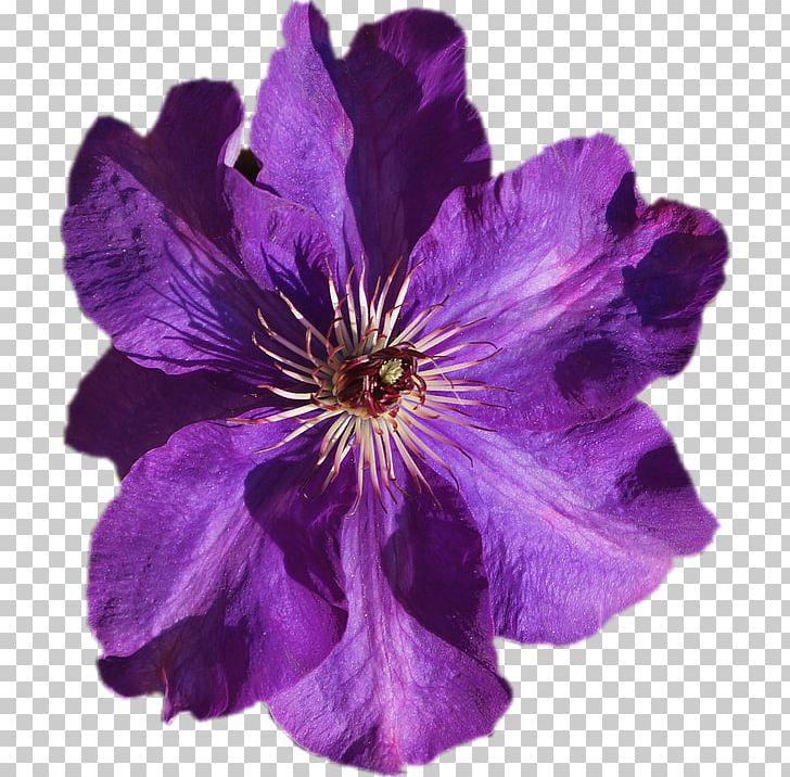 Leather Flower Violet Purple Portable Network Graphics PNG, Clipart, Clematis, Color, Desktop Wallpaper, Fleur, Flower Free PNG Download