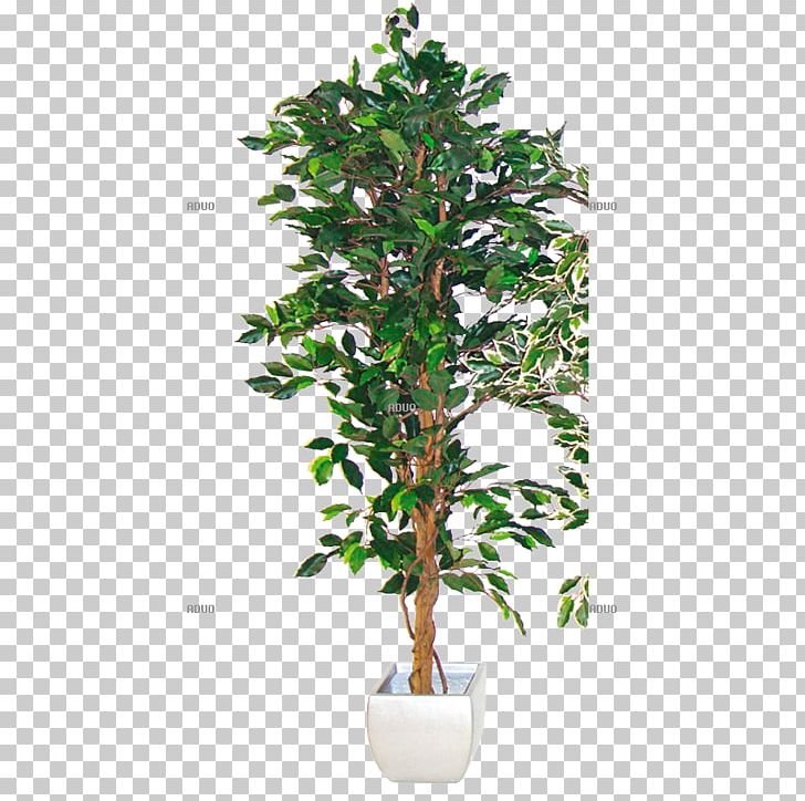 Weeping Fig Houseplant Fiddle-leaf Fig Tree PNG, Clipart, Albizia Julibrissin, Branch, Chlorophytum Comosum, Common Fig, Evergreen Free PNG Download