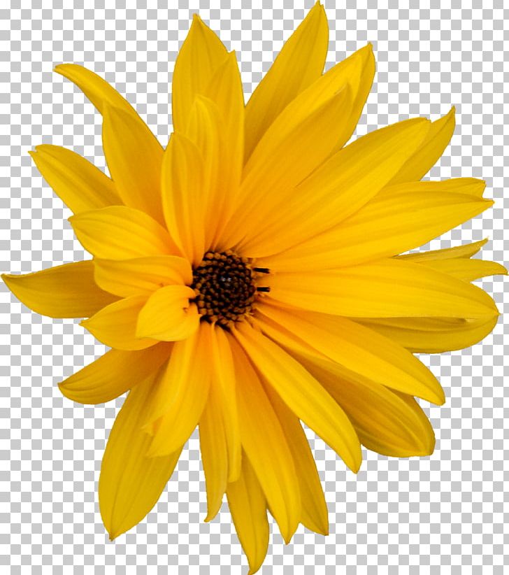 Common Daisy PNG, Clipart, Black And White, Calendula, Clip, Common Daisy, Daisy Free PNG Download