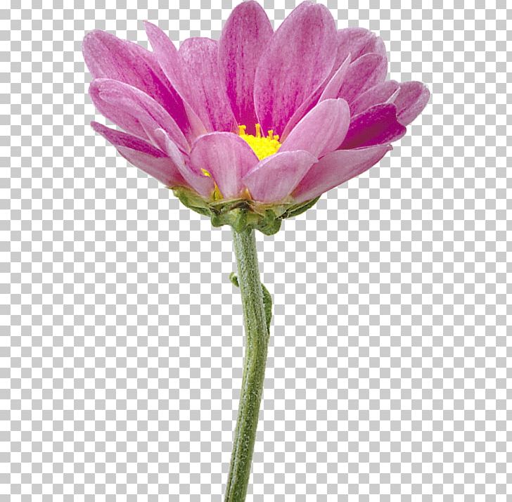 Flower Garden Cosmos Chrysanthemum PNG, Clipart, Annual Plant, Camomile, Daisy Family, Digital Image, Flower Free PNG Download