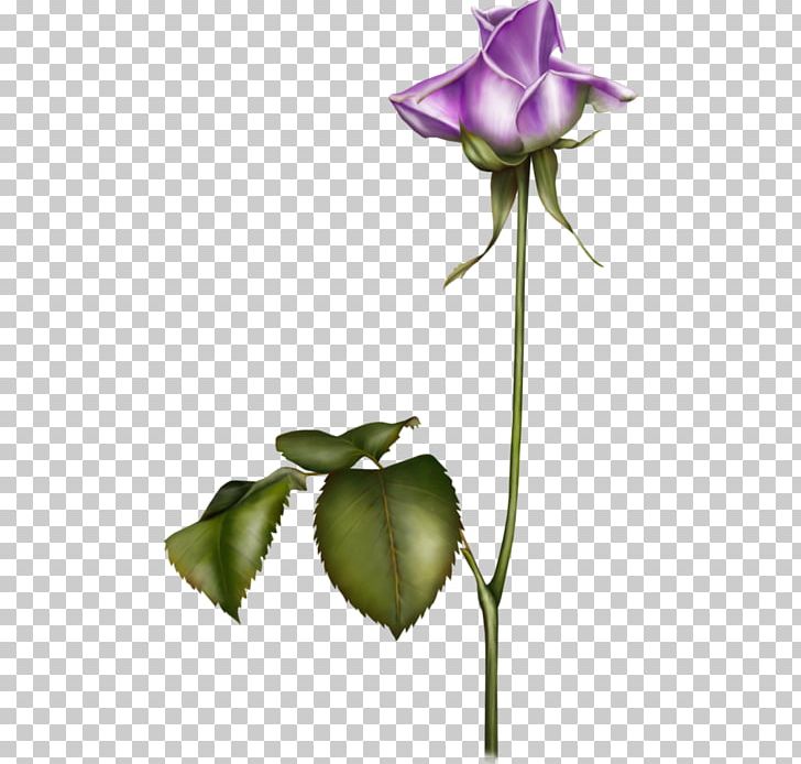 Garden Roses Flower Blue Violet PNG, Clipart, Beauty, Beauty Parlour, Blue, Bud, Cicekler Free PNG Download