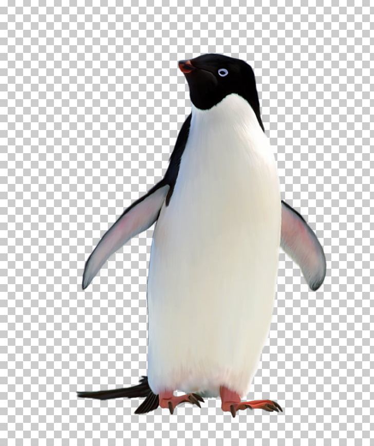 Penguin PNG, Clipart, Animals, Beak, Bird, Digital Image, Download Free PNG Download