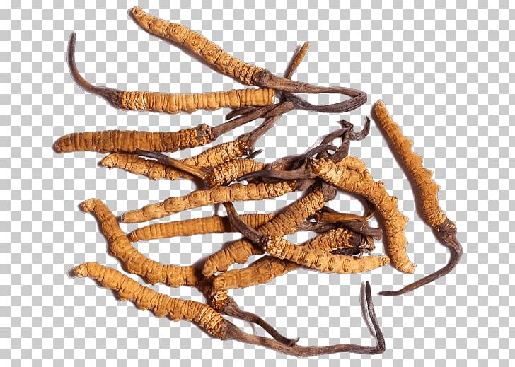 Cordyceps Militaris Caterpillar Fungus Traditional Chinese Medicine Herbal Tonic PNG, Clipart, Ascus, Caterpillar Fungus, Cordyceps, Cordyceps Militaris, Crude Drug Free PNG Download
