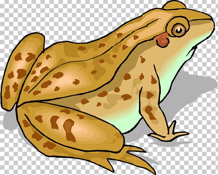 Frog And Toad PNG, Clipart, Amphibian, Animals, Computer Icons, Fauna, Fish Free PNG Download
