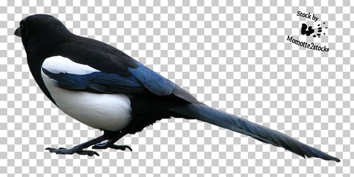 Magpie Duck Bird Eurasian Magpie Crows PNG, Clipart, American Sparrows, Animal, Animals, Beak, Bird Free PNG Download