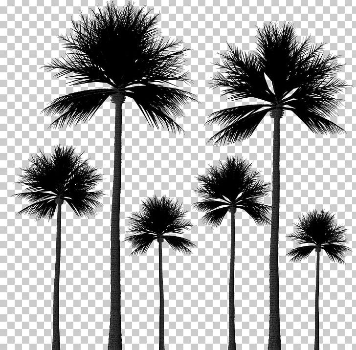 Arecaceae Tree Sabal Palm Silhouette PNG, Clipart, Arecaceae, Arecales, Black And White, Borassus Flabellifer, Coconut Free PNG Download