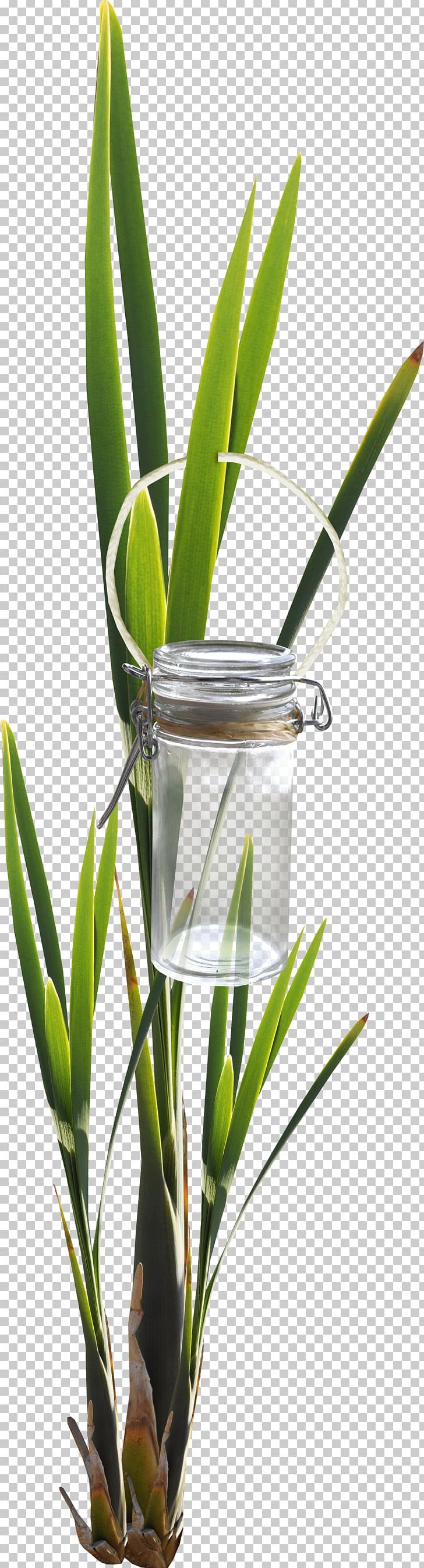 Bottle Leaf Glass Green PNG, Clipart, Bottle, Bottles, Branch, Designer, Euclidean Vector Free PNG Download