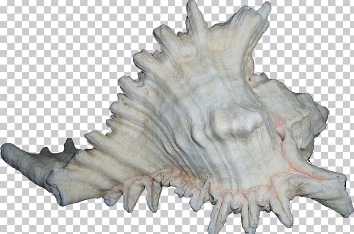 Seashell Bivalvia PNG, Clipart, Animals, Bivalvia, Conch, Image Viewer, Jaw Free PNG Download