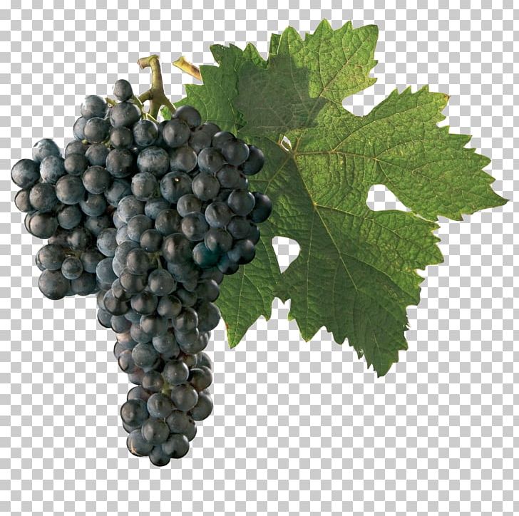 Sultana Dornfelder Wine Chenin Blanc Grape PNG, Clipart, Chenin Blanc, Common Grape Vine, Food, Food Drinks, Fruit Free PNG Download