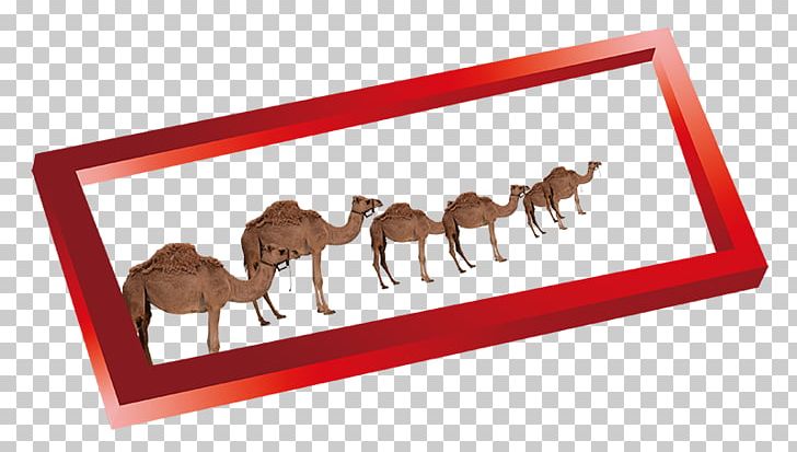 Camel PNG, Clipart, Adobe Illustrator, Animal, Animals, Border, Border Frame Free PNG Download