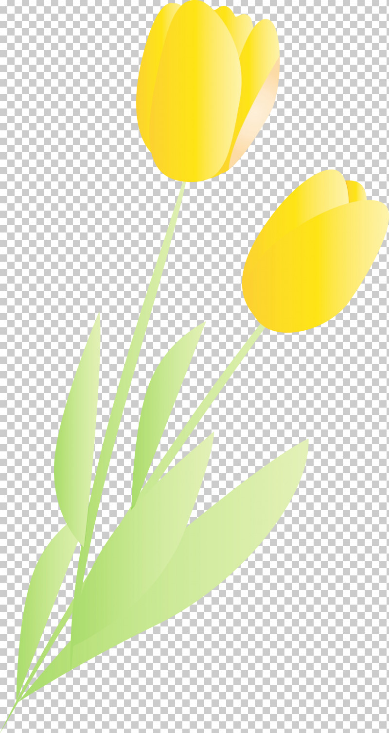 Yellow Tulip Flower Leaf Plant PNG, Clipart, Flower, Leaf, Lily Family, Paint, Plant Free PNG Download