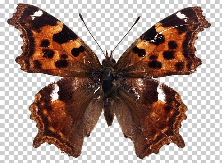 Butterfly Nymphalis Vaualbum Kaniska Canace Vanessa Indica Aglais Io PNG, Clipart, Aglais Io, Arthropod, Brush Footed Butterfly, Butterflies And Moths, Butterfly Free PNG Download