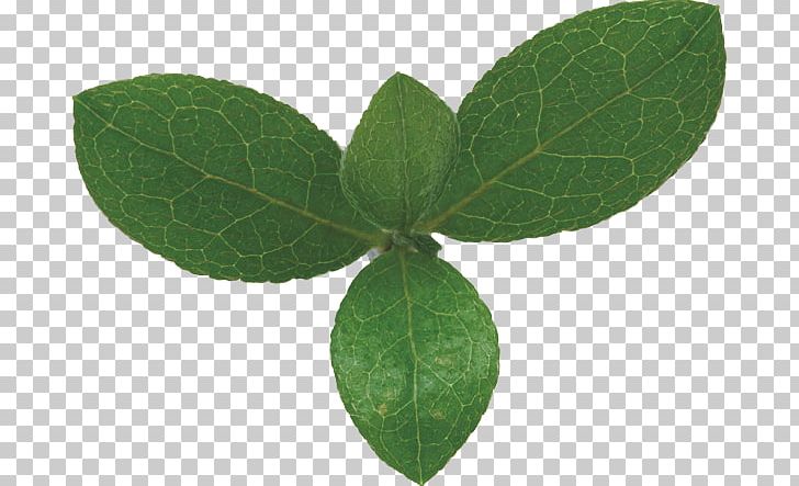 Leaf Green Bladnerv Photosynthesis Chloroplast PNG, Clipart, Autumn Leaf Color, Autumn Leaves, Banana Leaves, Bladnerv, Carbon Dioxide Free PNG Download