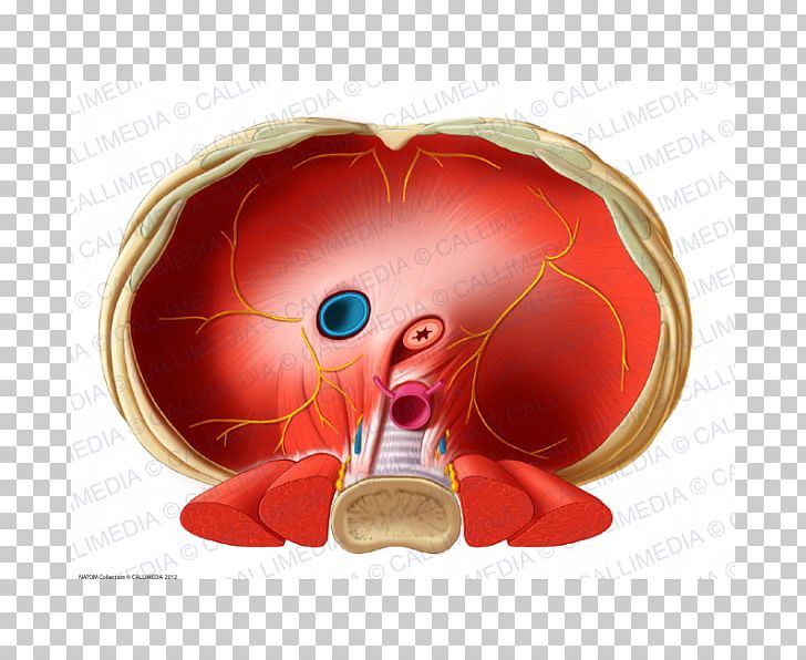 Thoracic Diaphragm Inferior Vena Cava Human Anatomy Esophagus PNG, Clipart, Anatomy, Aorta, Diafragma, Ear, Esophageal Hiatus Free PNG Download