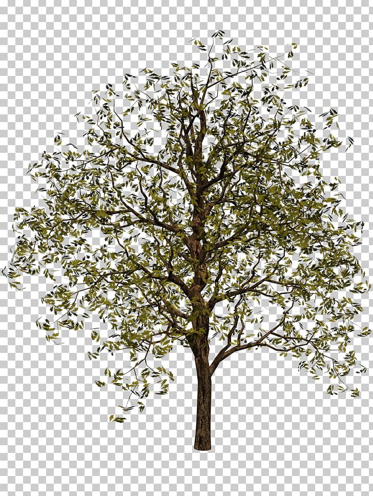 Tree Digital PNG, Clipart, Advance Tutorial College, Branch, Computer Animation, Computer Icons, Desktop Wallpaper Free PNG Download